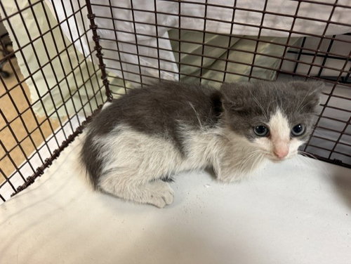 CELIA, Baby Domestic Short Hair (medium coat), cat for adoption in Coconut Creek, Florida