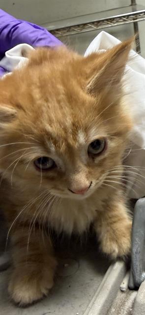 FIRE, Baby Domestic Short Hair (medium coat), cat for adoption in Coconut Creek, Florida