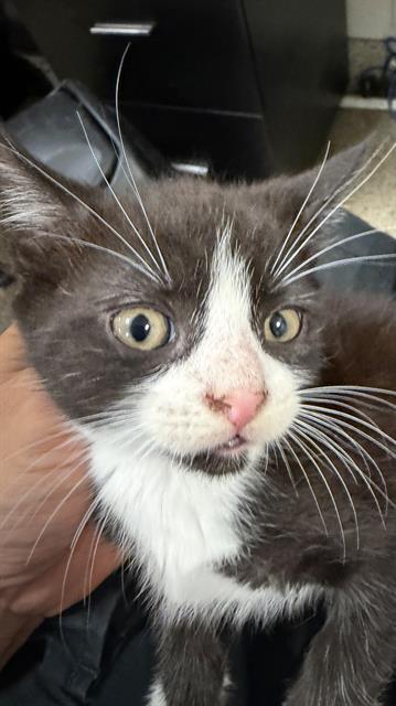 MASK, Baby Domestic Short Hair (medium coat), cat for adoption in Coconut Creek, Florida