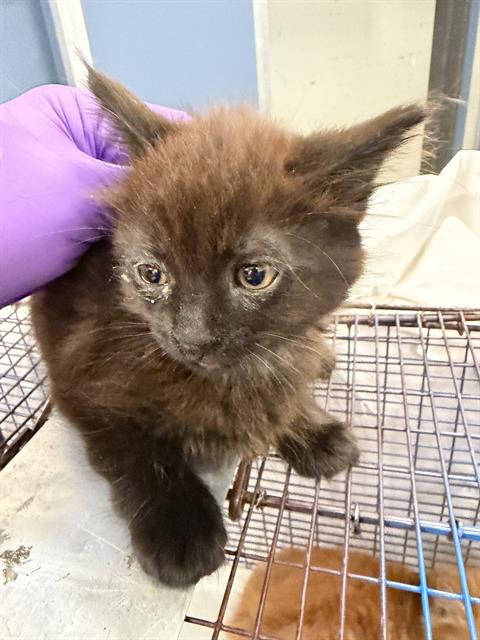 MOE, Baby Domestic Short Hair (medium coat), cat for adoption in Coconut Creek, Florida