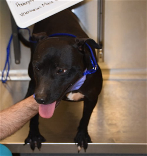 STORMY, an adoptable Labrador Retriever in Miami, FL