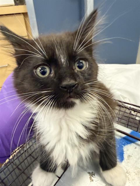 MARC, Baby Domestic Short Hair (medium coat), cat for adoption in Coconut Creek, Florida