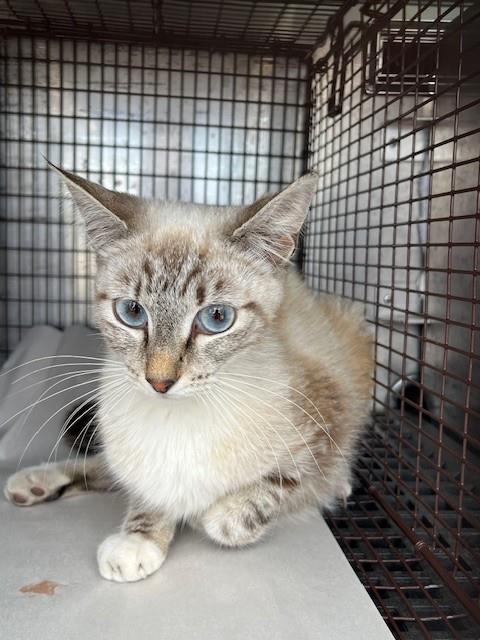 BRIGHT EYES, Adult Domestic Short Hair (medium coat), cat for adoption in Coconut Creek, Florida