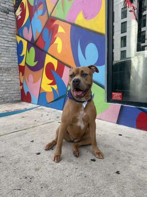 SANTANA, an adoptable Pit Bull Terrier in Miami, FL