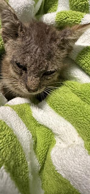 SNUFFALUFIGIS, Baby Domestic Short Hair (medium coat), cat for adoption in Coconut Creek, Florida