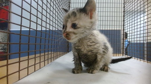 LUCKI, Baby Domestic Short Hair (medium coat), cat for adoption in Coconut Creek, Florida