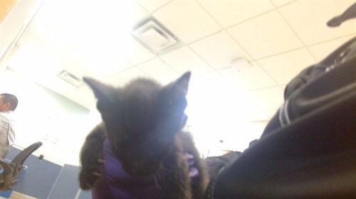 KIT, Baby Domestic Short Hair (medium coat), cat for adoption in Coconut Creek, Florida