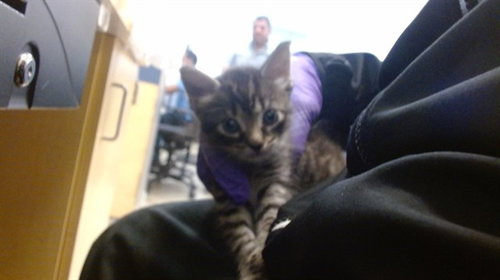 KAT, Baby Domestic Short Hair (medium coat), cat for adoption in Coconut Creek, Florida