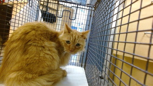 SO JU, an adoptable Domestic Long Hair in Miami, FL