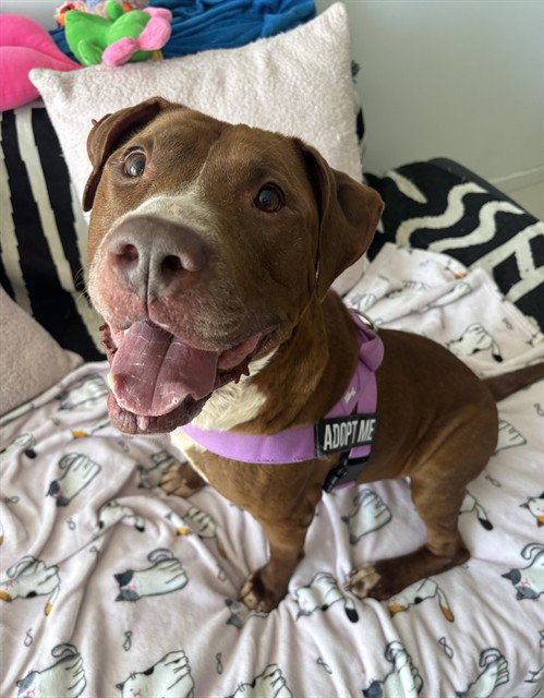 LUKE, an adoptable American Bulldog in Miami, FL
