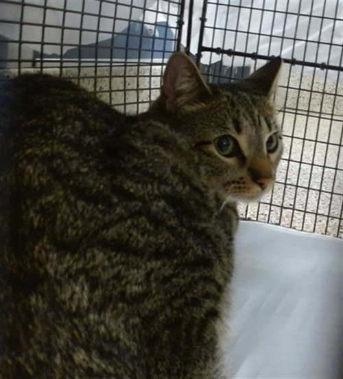ZELDA, an adoptable Domestic Short Hair in Miami, FL