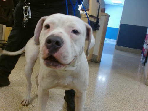 OPIE, an adoptable American Bulldog in Miami, FL