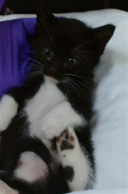 MOIRA, an adoptable Domestic Short Hair in Miami, FL