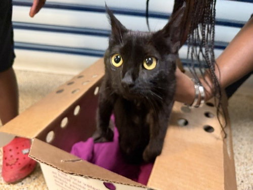 BATMAN, Adult Domestic Short Hair (medium coat), cat for adoption in Aventura, Florida