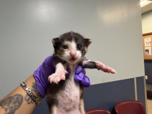 FIFI, Baby Domestic Short Hair (medium coat), cat for adoption in Aventura, Florida
