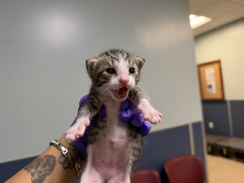 MUMU, Baby Domestic Short Hair (medium coat), cat for adoption in Aventura, Florida