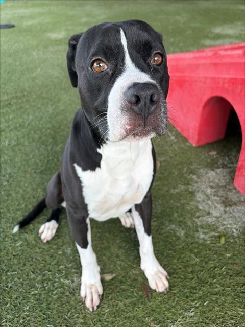 BINKY, an adoptable American Bulldog in Miami, FL