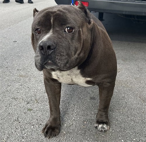 KODA, an adoptable Bulldog in Miami, FL