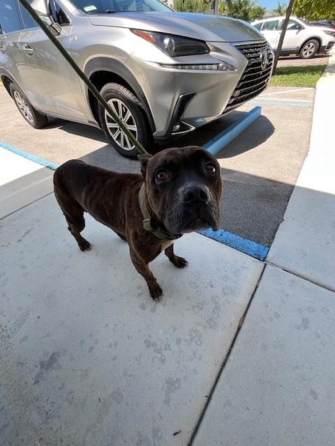 LEXUS, an adoptable Boxer in Miami, FL