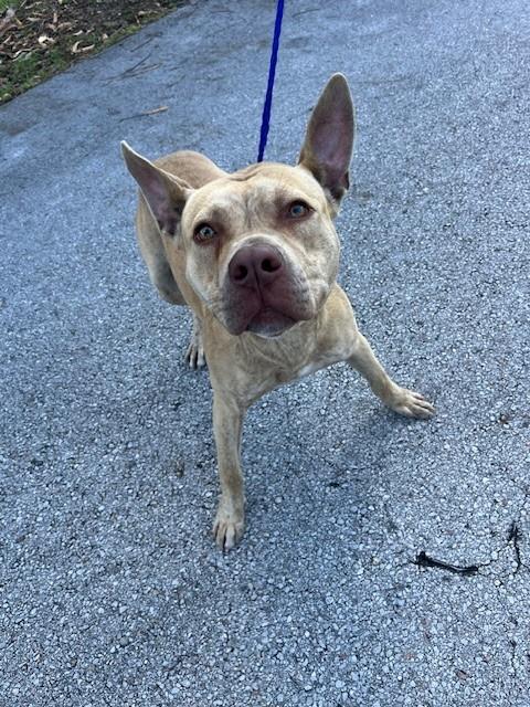 BART, an adoptable American Pit Bull Terrier in Miami, FL