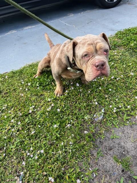 FENDI, an adoptable American Bulldog in Miami, FL