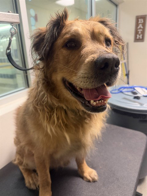 PHOENIX, an adoptable Chow Chow in Miami, FL