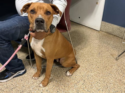 RAMBO, an adoptable American Bulldog in Miami, FL
