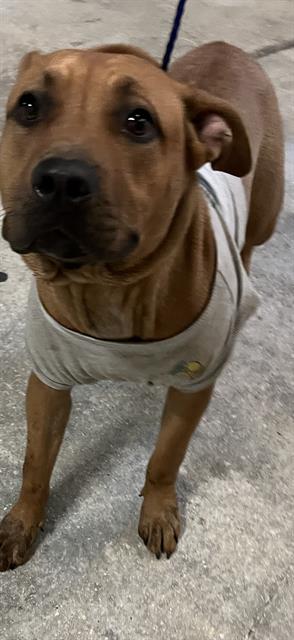 LADY, an adoptable American Bulldog in Miami, FL