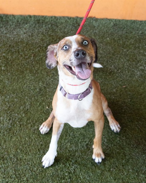COOKIE, an adoptable Catahoula Leopard Dog in Miami, FL