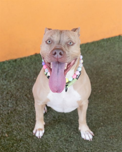 NABOO, an adoptable American Staffordshire Terrier in Miami, FL