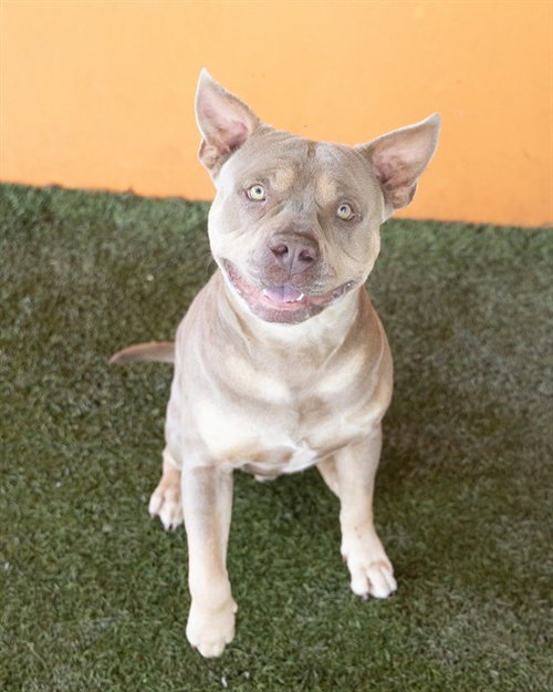 GATSBY, an adoptable Bulldog in Miami, FL
