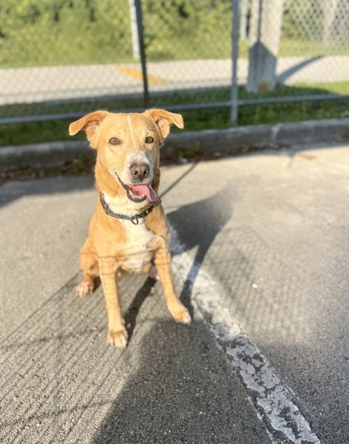 DOT, an adoptable Labrador Retriever in Miami, FL