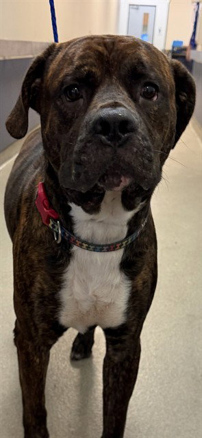 CHILI, an adoptable American Bulldog in Miami, FL
