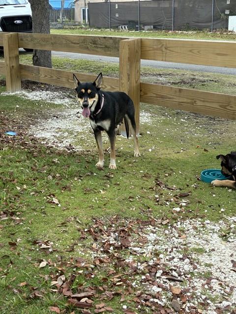 MISHA, an adoptable German Shepherd Dog in Miami, FL