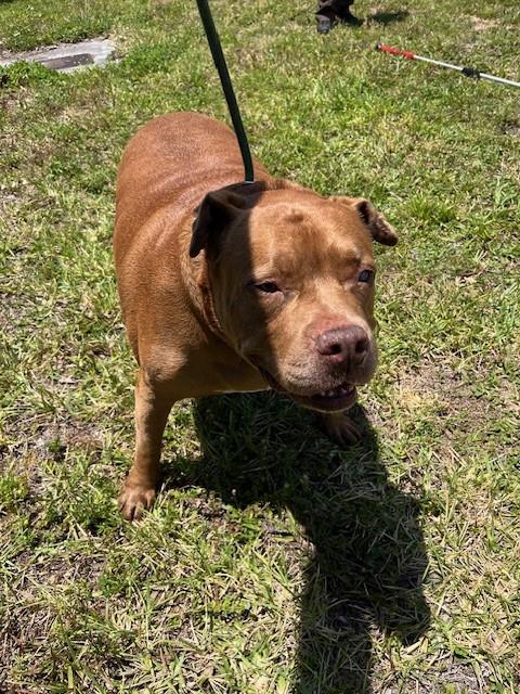 TANK, an adoptable American Pit Bull Terrier in Miami, FL