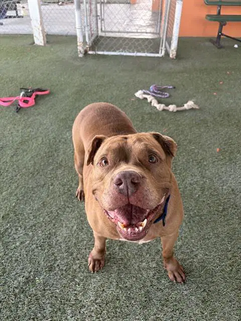 Tank - American Pit Bull Terrier