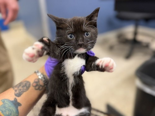 SIANA, an adoptable Domestic Short Hair in Miami, FL