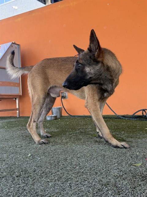 NUKE, an adoptable German Shepherd Dog in Miami, FL