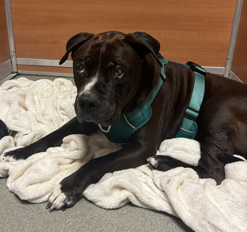 BLADE, an adoptable American Bulldog in Miami, FL