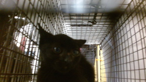 RENNEE, an adoptable Domestic Short Hair in Miami, FL