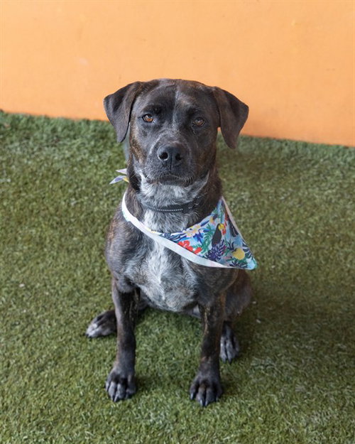 MILA, an adoptable Pointer in Miami, FL