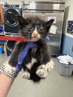 HONEYDEW, Baby Domestic Short Hair (medium coat), cat for adoption in Aventura, Florida