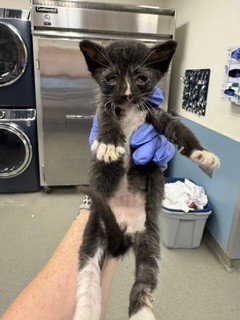 CROUTON, Baby Domestic Short Hair (medium coat), cat for adoption in Aventura, Florida