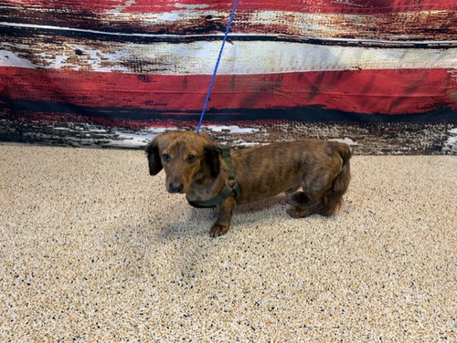 CHURRO, an adoptable Dachshund in Miami, FL