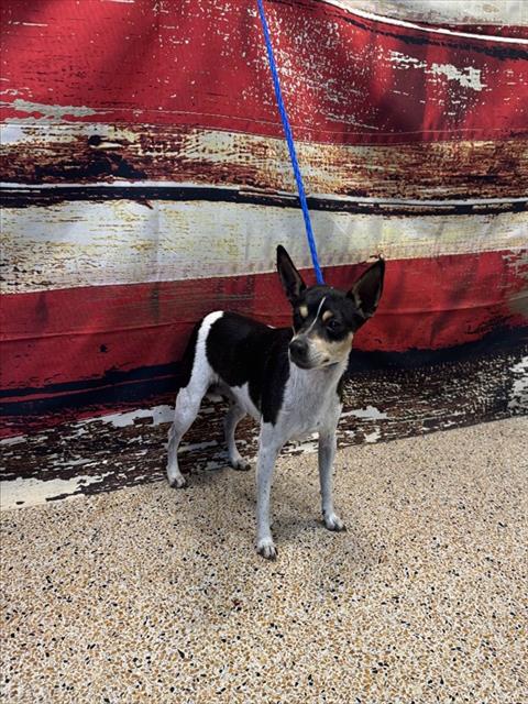 SARA, an adoptable Chihuahua in Miami, FL