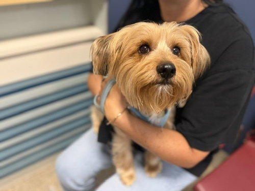 MARCO, an adoptable Yorkshire Terrier Yorkie in Miami, FL