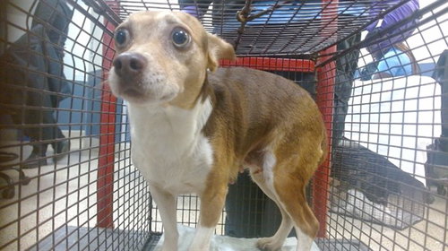 SALLY, an adoptable Chihuahua in Miami, FL