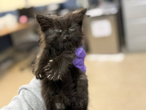 BISCUIT, an adoptable Domestic Medium Hair in Miami, FL