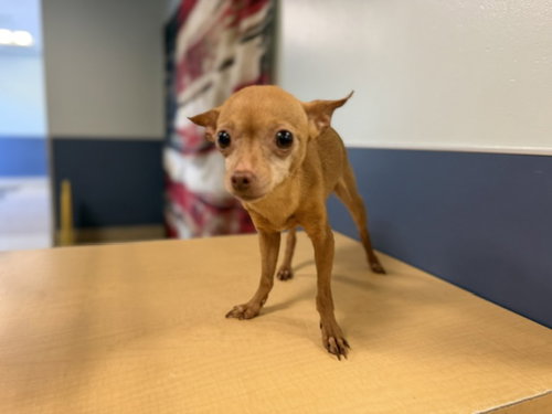 SOPHIE, an adoptable Chihuahua in Miami, FL