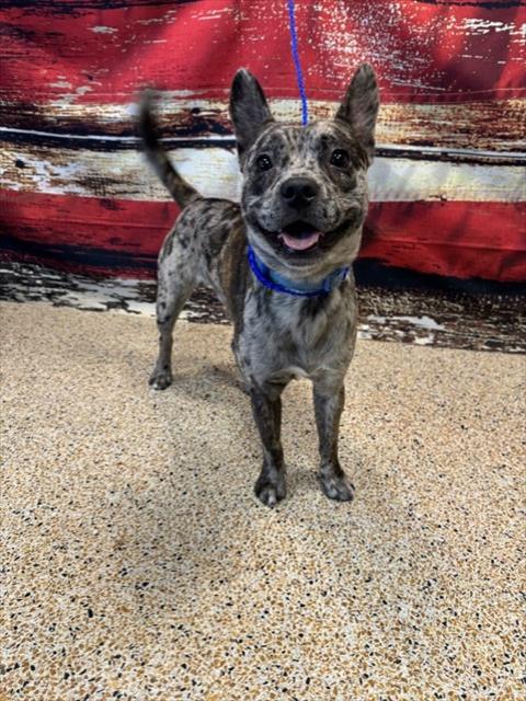 GUCCI, an adoptable Catahoula Leopard Dog in Miami, FL